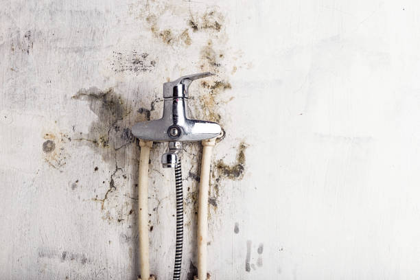 Reliable Kenwood Estates, FL Mold Removal Solutions