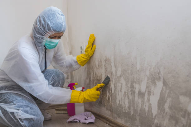 Best Toxic Mold Removal  in Kenwood Estates, FL