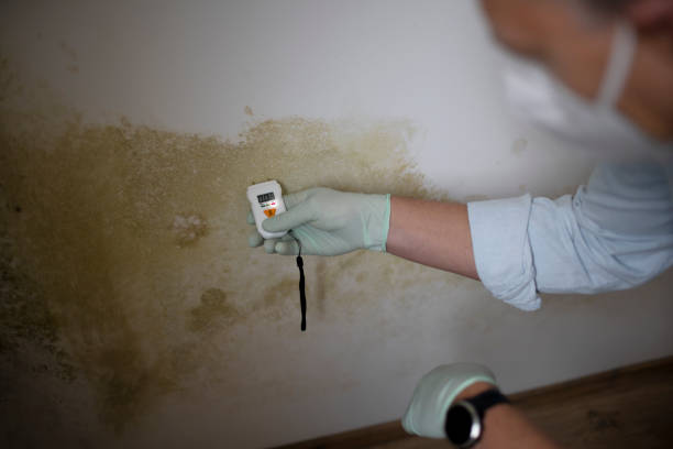 Mold Removal Process in Kenwood Estates, FL