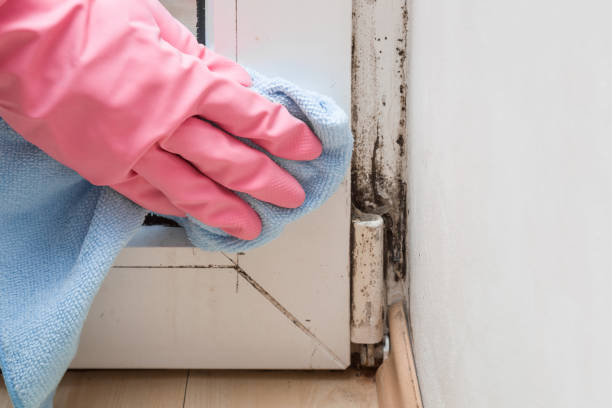 Trusted Kenwood Estates, FL Mold Removal Experts