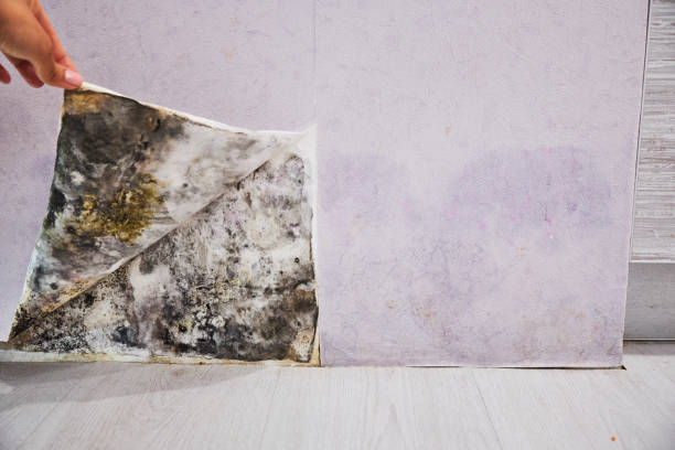 Best Fast Mold Removal  in Kenwood Estates, FL